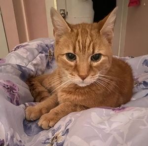 Meet your Posher, Carmen